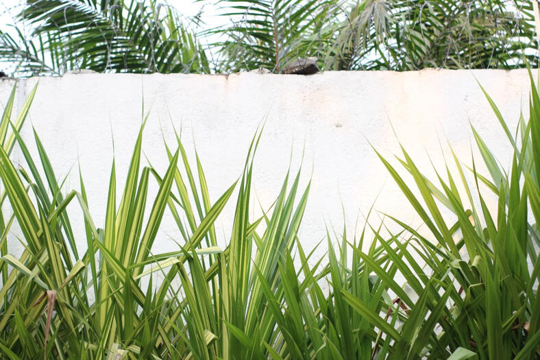 Kinshasa - Candide U